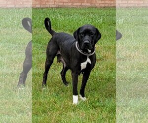 Labrador Retriever-Unknown Mix Dogs for adoption in Lexington Park, MD, USA