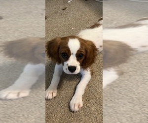 Cavalier King Charles Spaniel Puppy for sale in LYNCHBURG, VA, USA