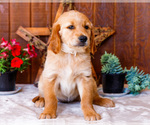 Small #3 Golden Retriever