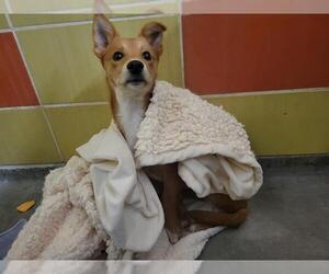 Chiweenie Dogs for adoption in Redwood City, CA, USA