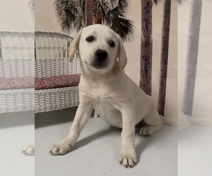 Medium Labrador Retriever