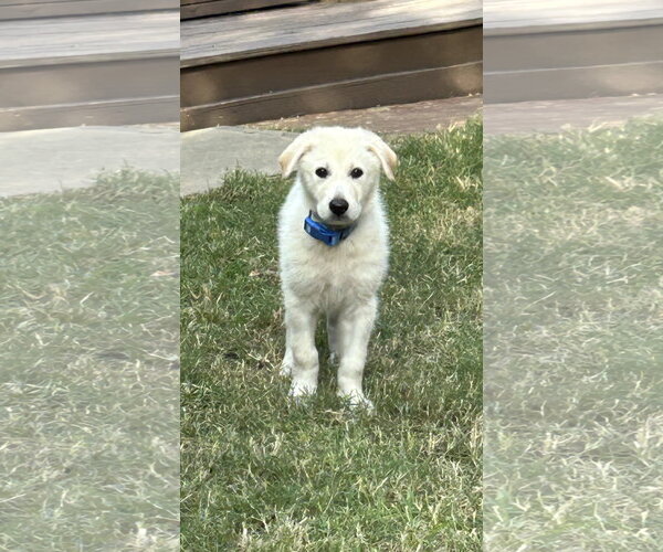 Medium Photo #6 German Shepherd Dog-Great Pyrenees Mix Puppy For Sale in Dallas, TX, USA