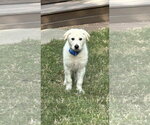 Small #5 German Shepherd Dog-Great Pyrenees Mix