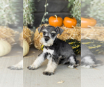 Small Photo #14 Schnauzer (Miniature) Puppy For Sale in MILLERSBURG, IN, USA