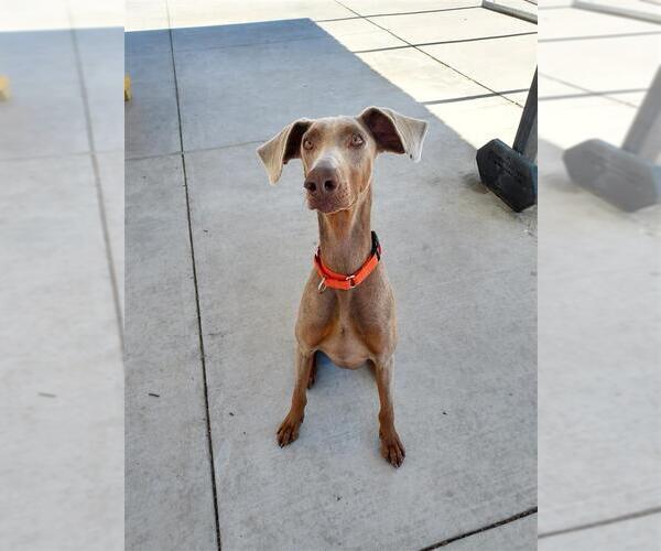 Medium Photo #1 Doberman Pinscher-Unknown Mix Puppy For Sale in Elk Grove, CA, USA