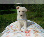 Small #1 German Shepherd Dog