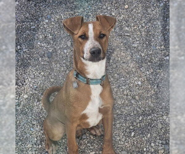 Medium Photo #1 Doberman Pinscher-Unknown Mix Puppy For Sale in Salt Lake City, UT, USA