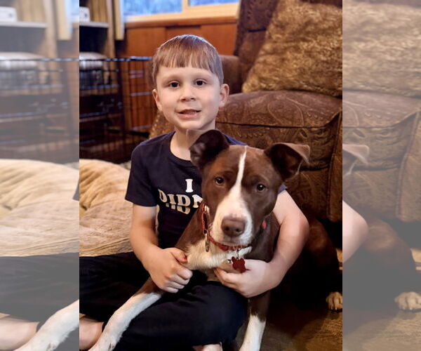 Medium Photo #2 Collie-Unknown Mix Puppy For Sale in Mount Laurel, NJ, USA