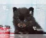 Small Photo #16 Pomeranian Puppy For Sale in SANGER, TX, USA