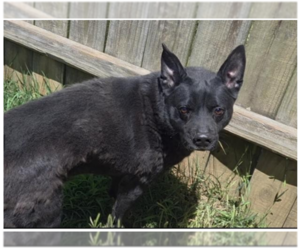 Baxter - Male Australian Kelpie-Unknown Mix Dog for Adoption - Photo #2