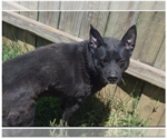 Small #1 Australian Kelpie Mix