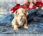 Small #1 English Bulldog