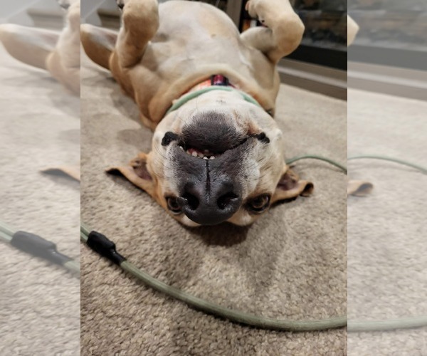 Medium Photo #5 American Pit Bull Terrier-Labrador Retriever Mix Puppy For Sale in Sandy, UT, USA