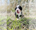 Small #5 Bernese Mountain Dog