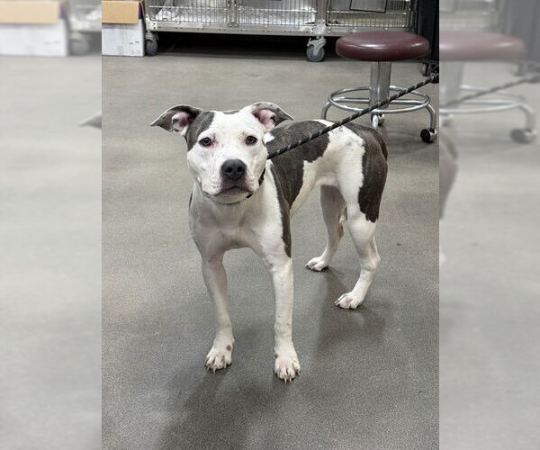 Medium Photo #1 Mutt Puppy For Sale in Forestville, MD, USA