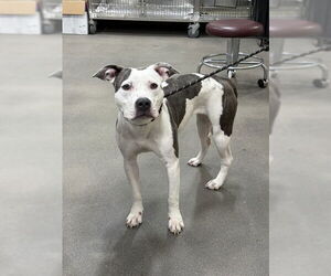 Mutt Dogs for adoption in Forestville, MD, USA