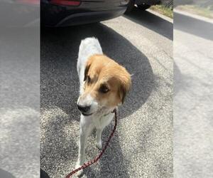 - Mix Dogs for adoption in Houston, TX, USA
