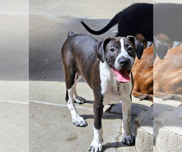 Medium Photo #4 Boston Terrier-Boxer Mix Puppy For Sale in Chicago, IL, USA