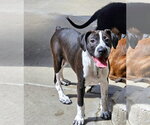 Small #3 Boston Terrier-Boxer Mix
