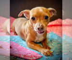 Small #3 Chihuahua Mix