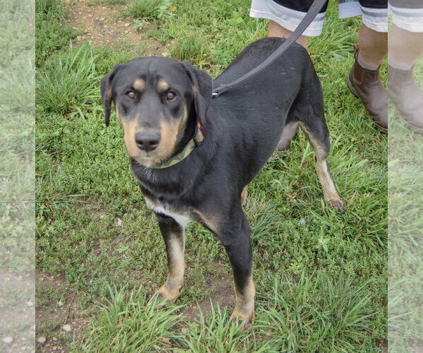 Medium Photo #5 Shepweiller Puppy For Sale in Huntley, IL, USA