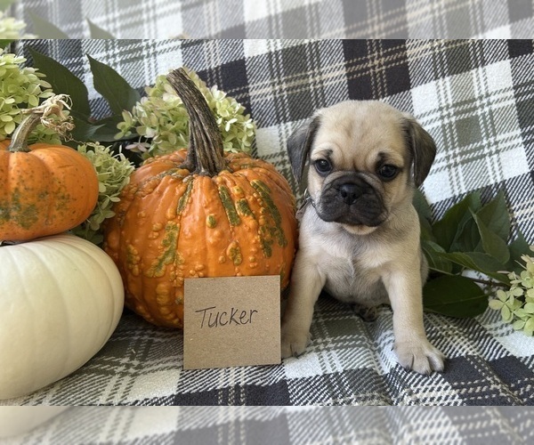 Medium Photo #1 Puggle Puppy For Sale in ELKTON, VA, USA