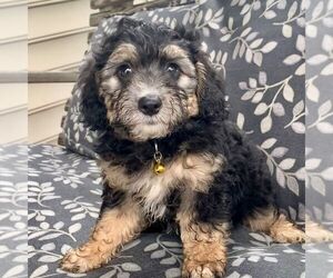 Bernedoodle-Poodle (Miniature) Mix Puppy for sale in LANCASTER, PA, USA