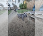 Small #1 French Bulldog