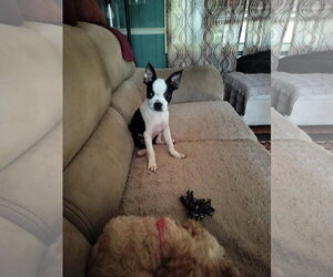 Boston Terrier Dogs for adoption in HOPKINSVILLE/PRINCETON, KY, NH, USA
