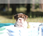 Small Photo #12 Bulldog Puppy For Sale in MONUMENT, CO, USA