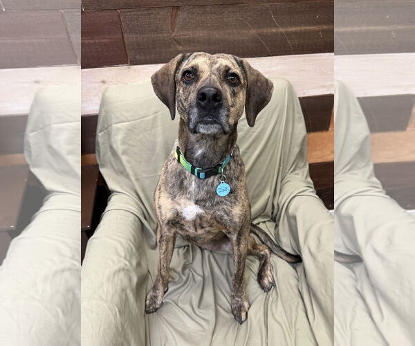 Medium Photo #1 Mountain Cur-Unknown Mix Puppy For Sale in Rockaway, NJ, USA