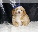 Small Photo #49 Goldendoodle (Miniature) Puppy For Sale in WARSAW, IN, USA