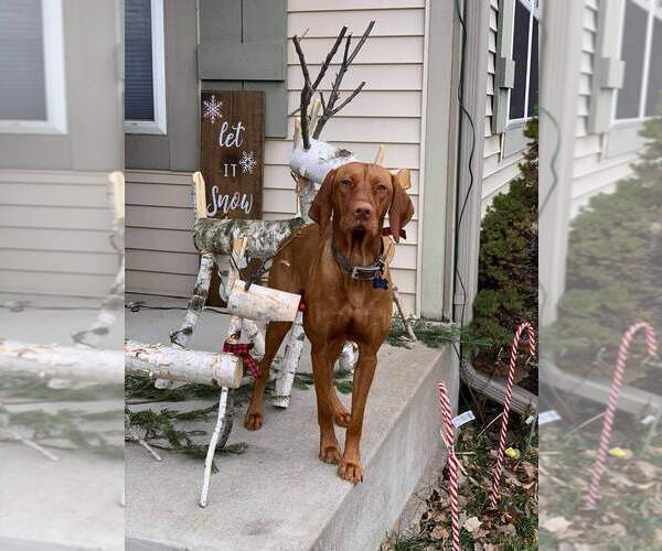 Medium Photo #17 Vizsla Puppy For Sale in NEW YORK MILLS, MN, USA