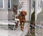 Small Photo #17 Vizsla Puppy For Sale in NEW YORK MILLS, MN, USA