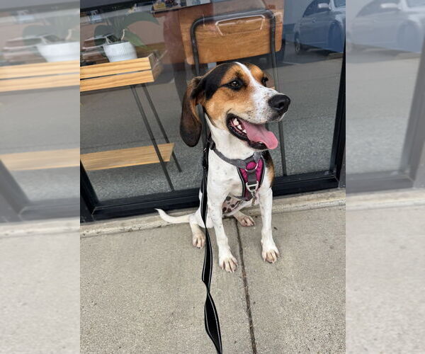 Medium Photo #7 Mutt Puppy For Sale in Greenbelt, MD, USA