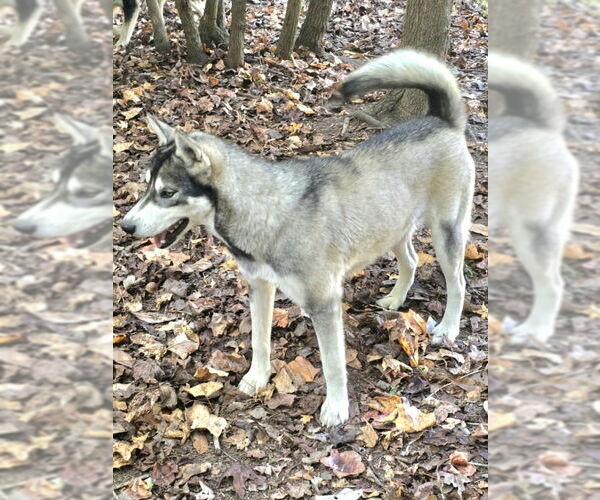 Medium Photo #6 Siberian Husky Puppy For Sale in Severn, MD, USA