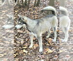 Small #5 Siberian Husky