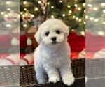 Small Photo #3 Bichon Frise Puppy For Sale in BRISTOW, VA, USA