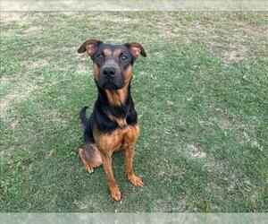 Beauceron-Unknown Mix Dogs for adoption in Grovetown, GA, USA