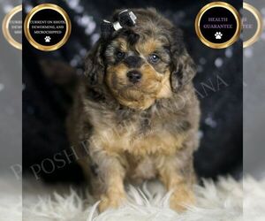 Goldendoodle (Miniature) Puppy for sale in WARSAW, IN, USA