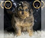 Small Goldendoodle (Miniature)