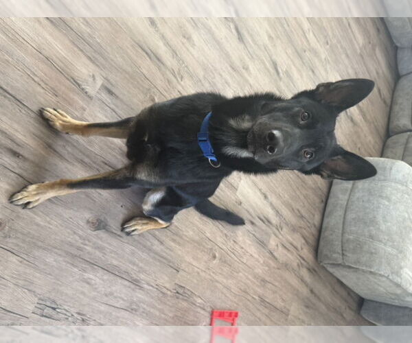 Medium Photo #5 German Shepherd Dog Puppy For Sale in Winston Salem, NC, USA