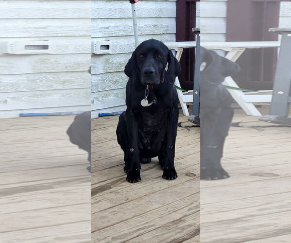 Medium Photo #10 German Shorthaired Pointer-Unknown Mix Puppy For Sale in Spotsylvania, VA, USA