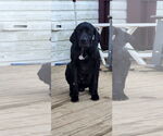 Small #9 German Shorthaired Pointer Mix