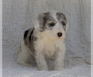 Old English Sheepdog-Poodle (Miniature) Mix Puppy for sale in FREDERICKSBG, OH, USA