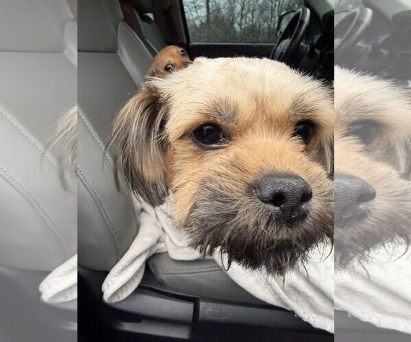 Medium Photo #10 Shiranian Puppy For Sale in Oakhurst, NJ, USA