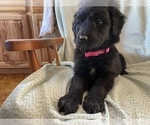 Small #4 Border Collie-Goldendoodle Mix