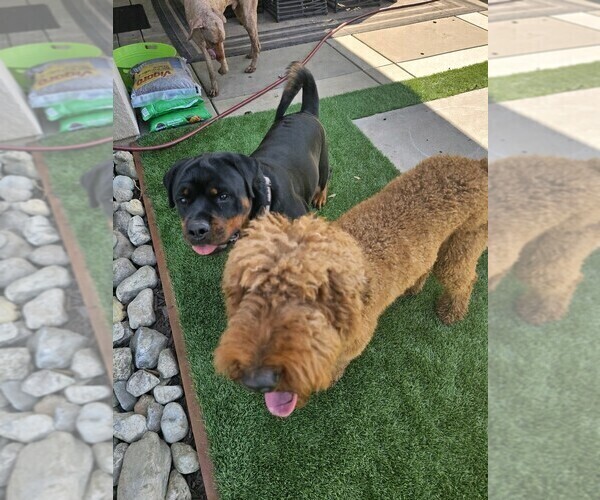 Medium Photo #5 Rottweiler Puppy For Sale in RIVERSIDE, CA, USA