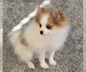 Pomeranian Puppy for Sale in MENIFEE, California USA