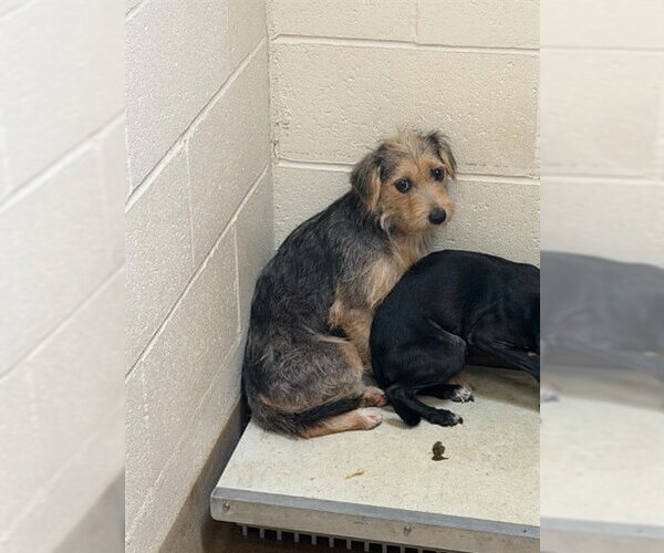 Medium Photo #1 Mutt Puppy For Sale in Belleville, IL, USA